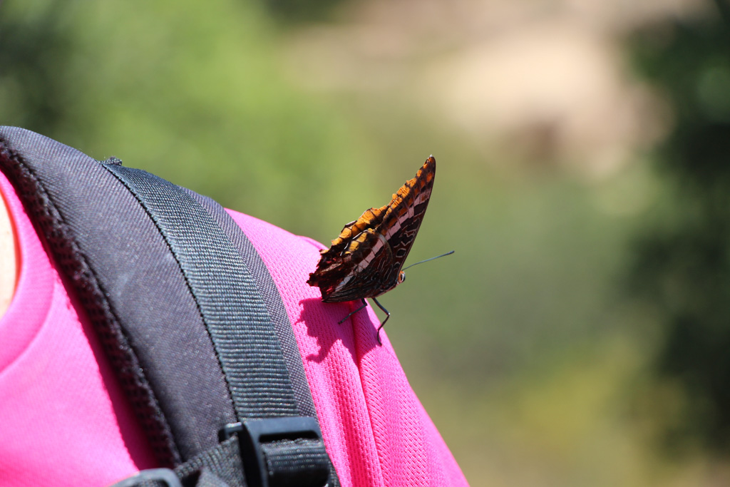 Schmetterling auf der Schulter