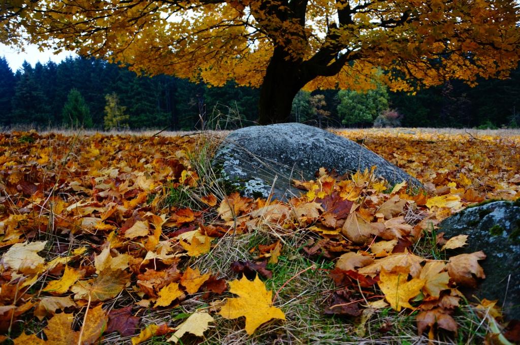 Herbstzeit im Wald